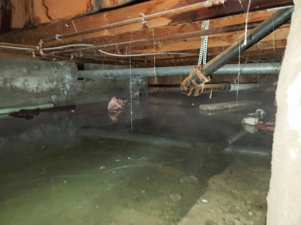Best Ceiling water damage repair  in White City, FL