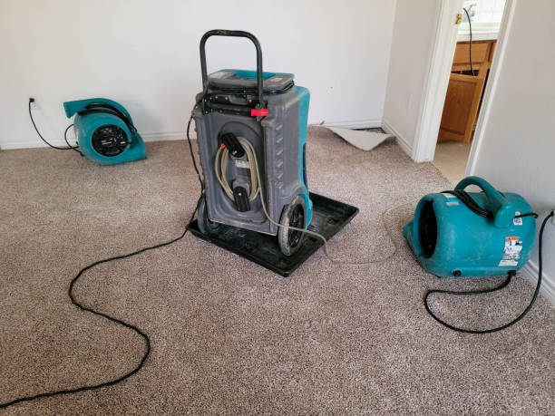 Best Mold removal after water damage  in White City, FL